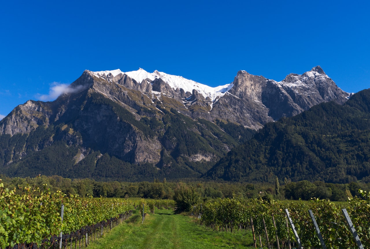 A high-altitude vineyard beneath the snow-capped Andes