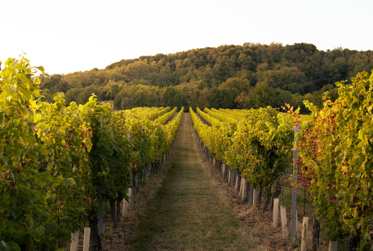 High-altitude vineyard rows running toward the Andes