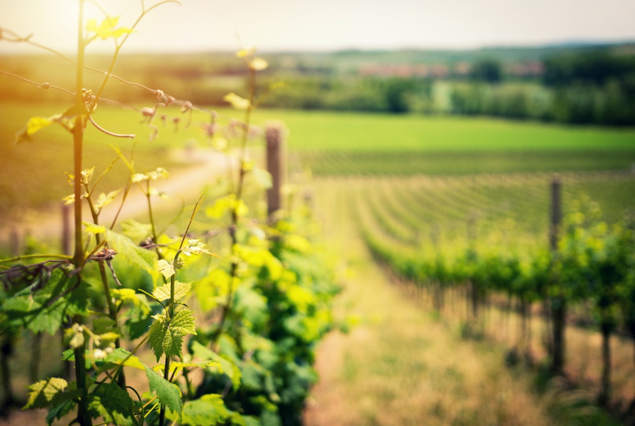 A vineyard glowing at golden hour