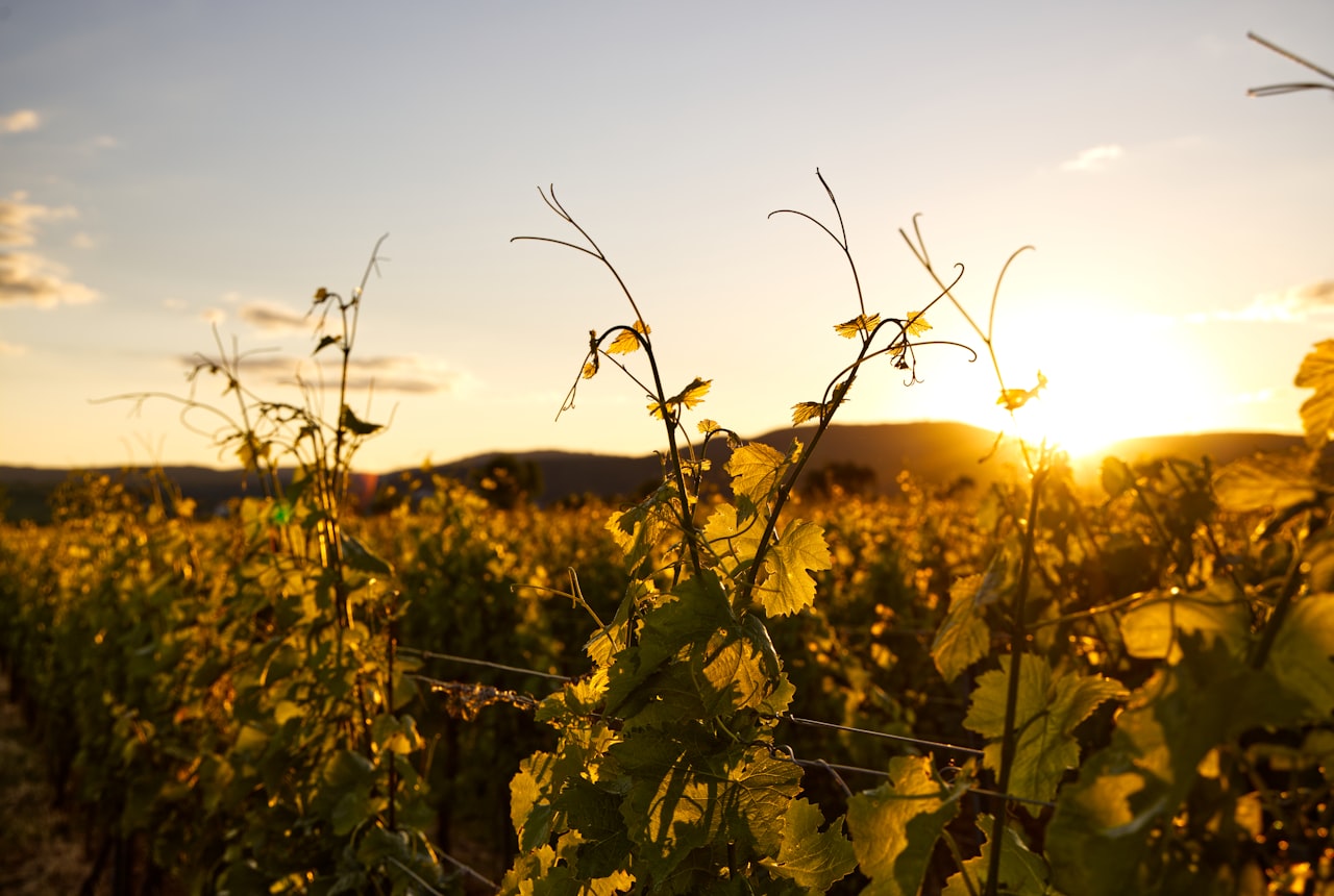 A vineyard glowing at golden hour beneath the Andes