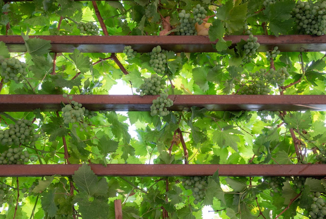 Vines trained overhead on a tall parral pergola, the northern-Italian system