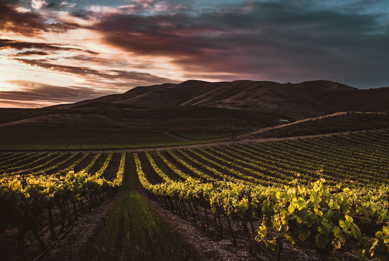 Vines trained overhead on a tall parral pergola