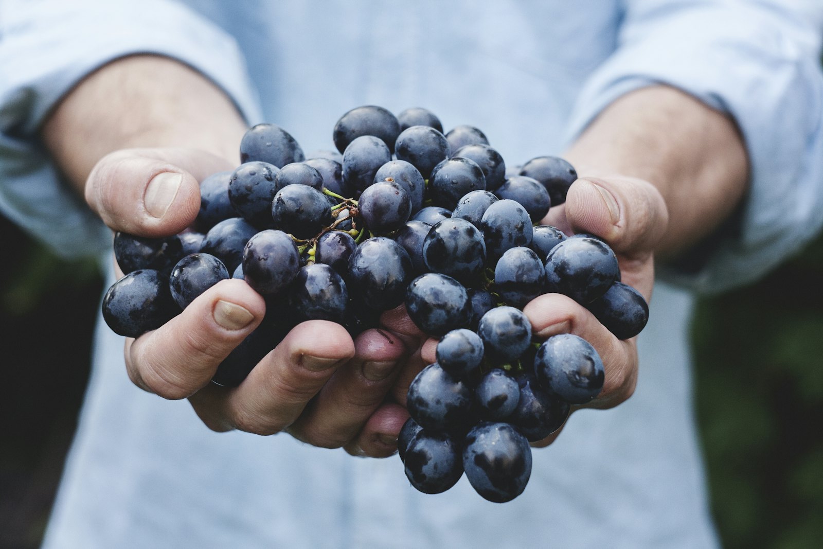 Hands cradling dark grapes at harvest