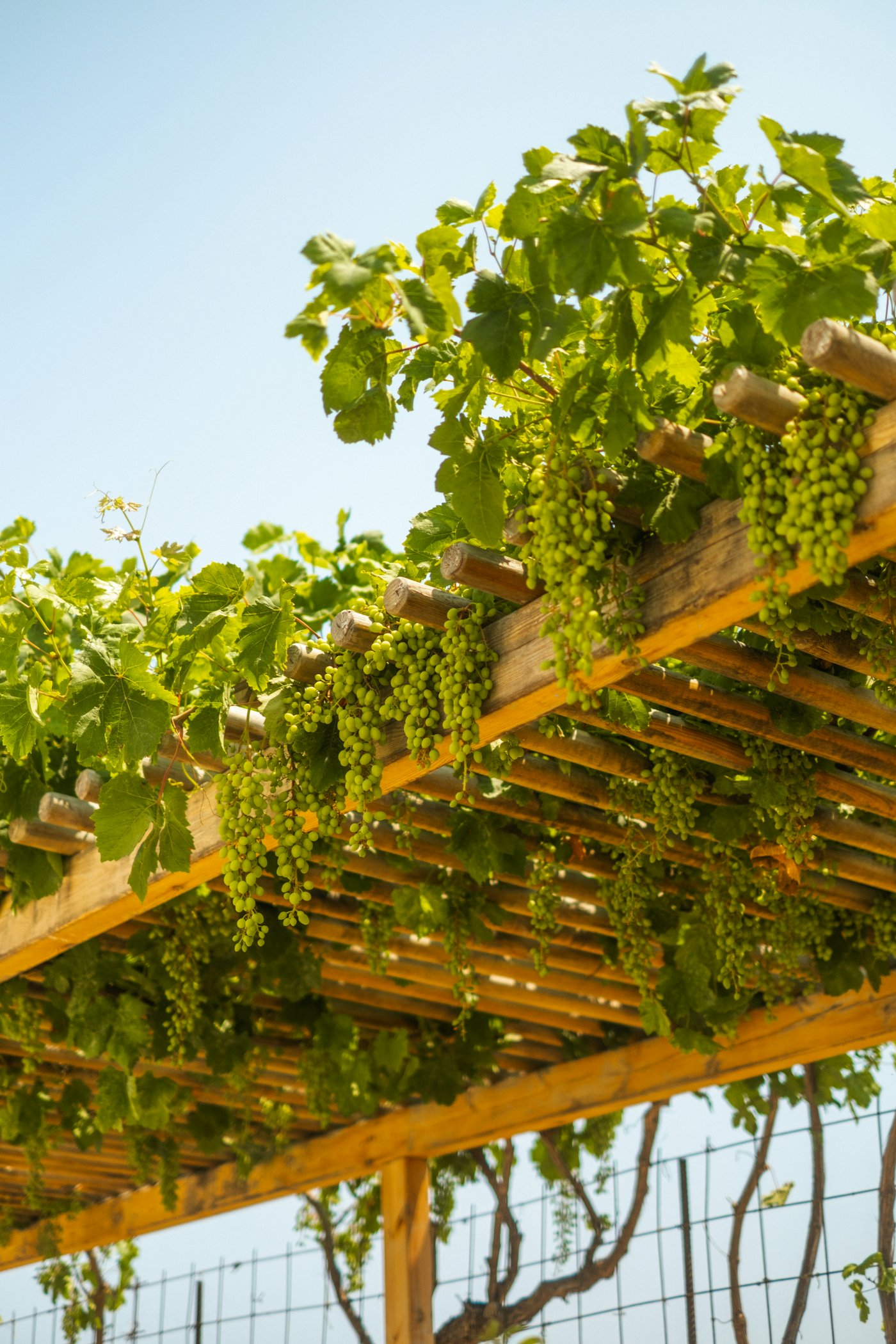 Vines trained overhead on a tall parral pergola