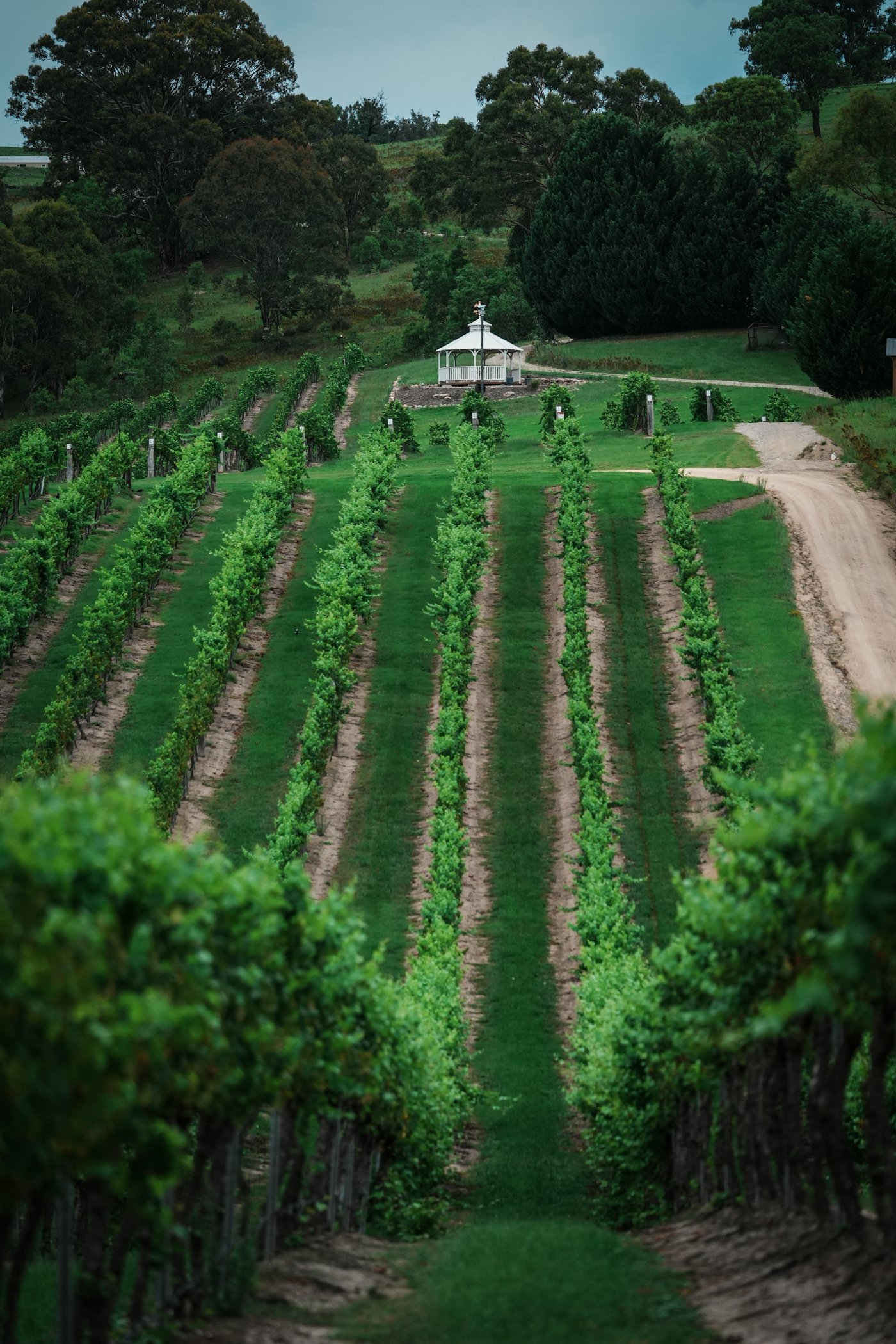 Green grapevines in the Famatina Valley, La Rioja