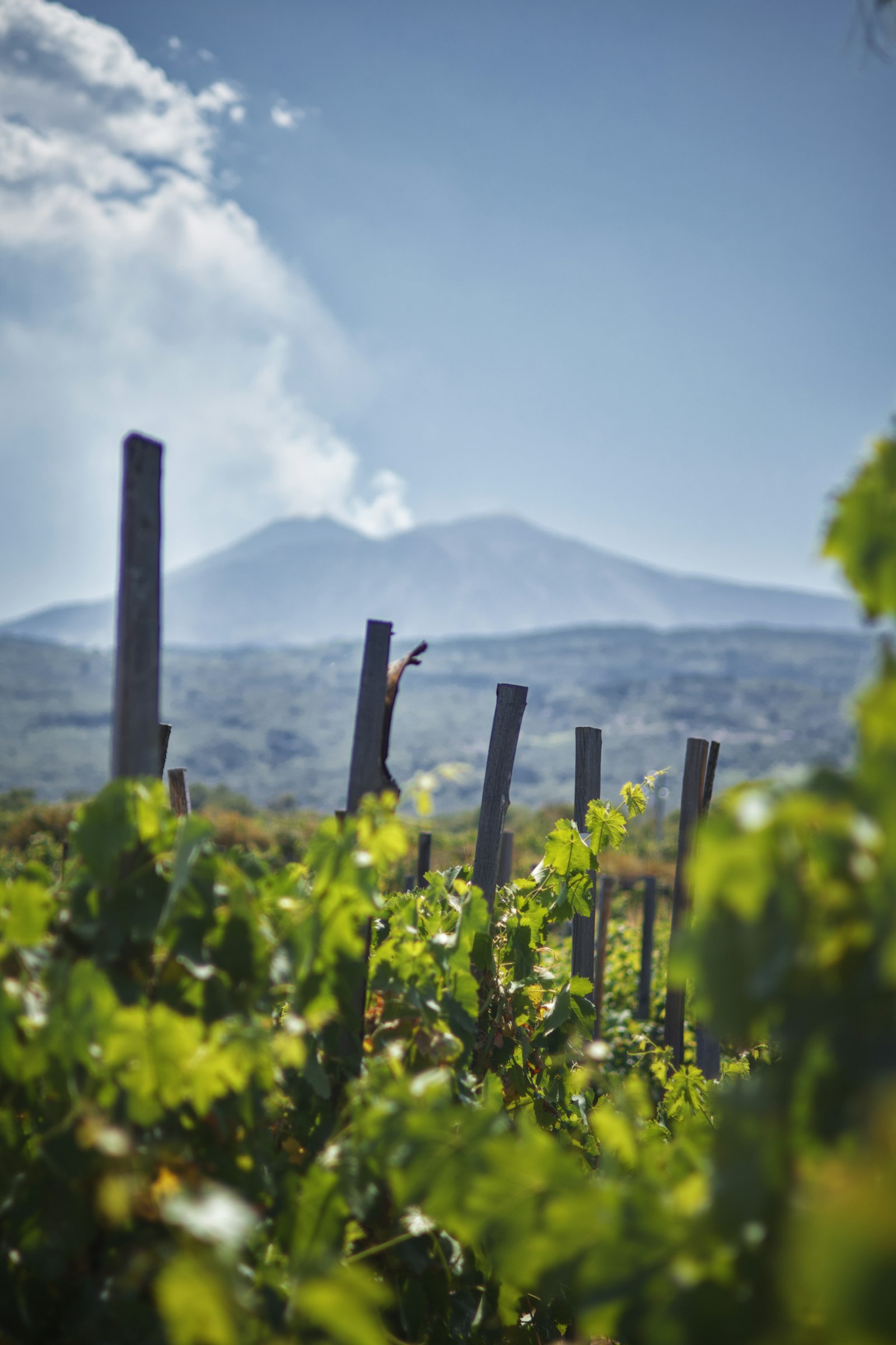 Mendoza vineyards stretching toward the Andes at dusk