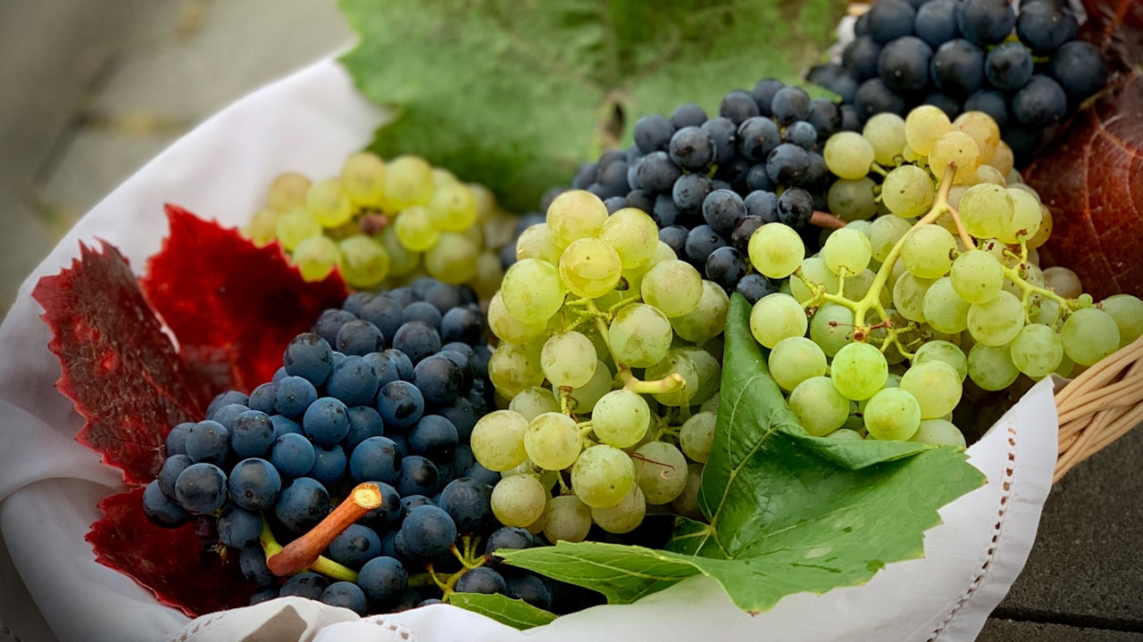 Baskets of freshly harvested wine grapes