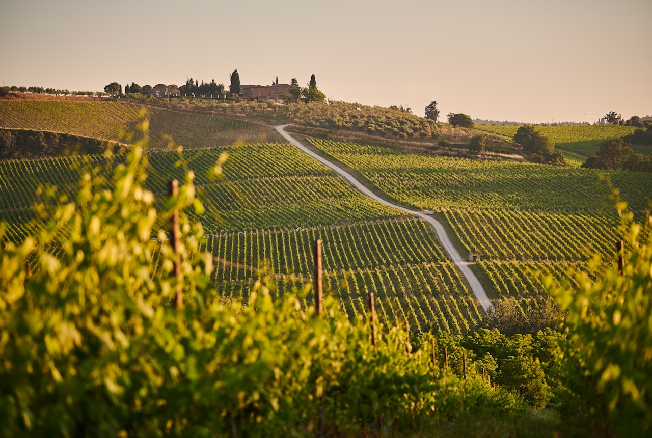 Vineyard rows running toward Andean foothills