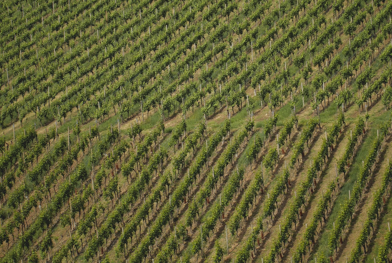 Rows of green grapevines on a sun-soaked hillside in the Famatina Valley