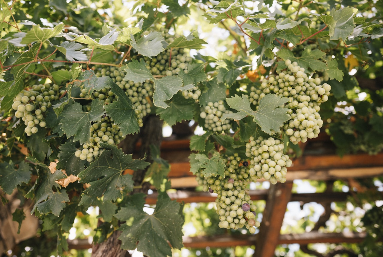 Green grapevines trained overhead on a wooden pergola, the parral system typical of La Rioja
