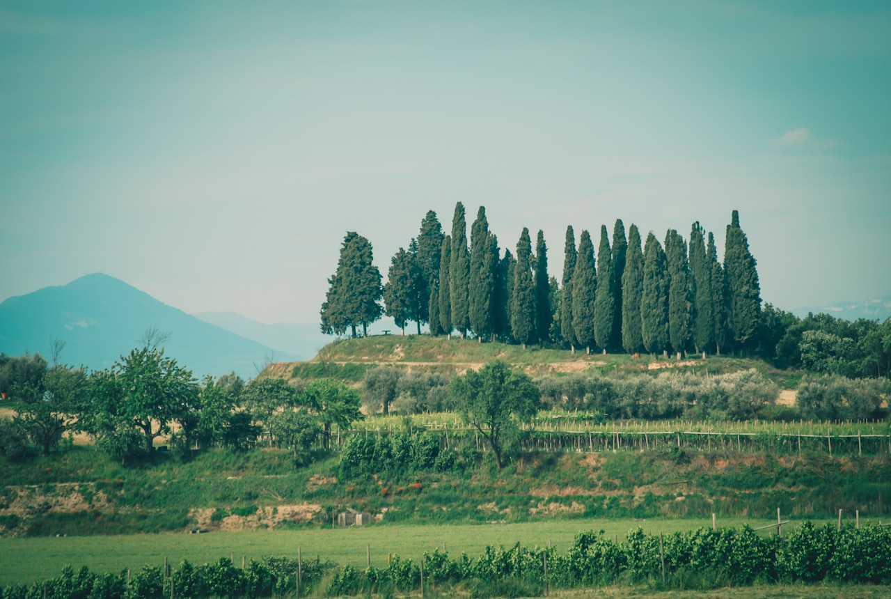 Vineyard estate with cypress trees and the Andes in the background