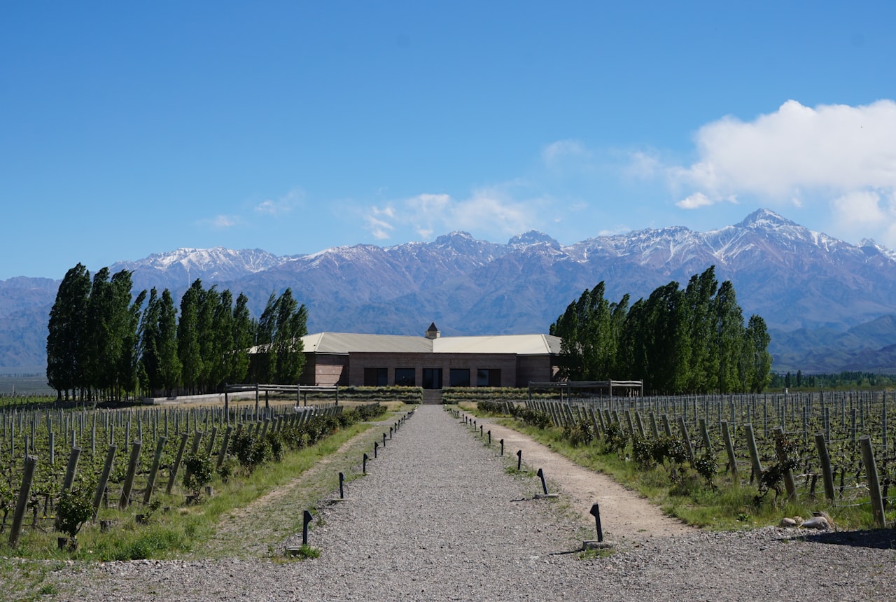 Snow-capped Andes behind Mendoza vineyards