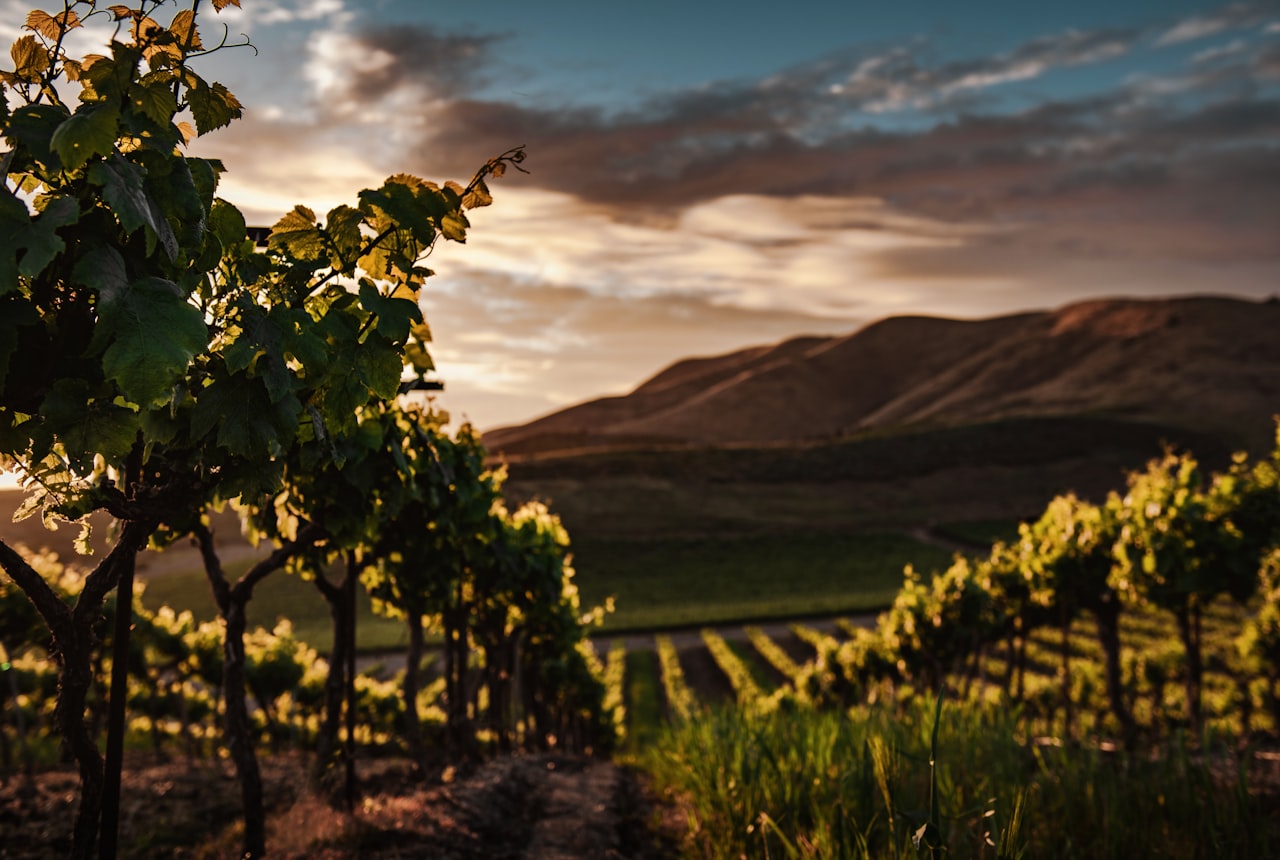 High desert vineyards beneath the snow-capped Andes of northern Argentina