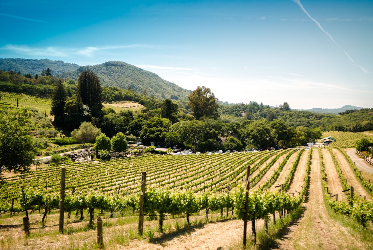 High-altitude vineyard rows running toward the Andes in Salta