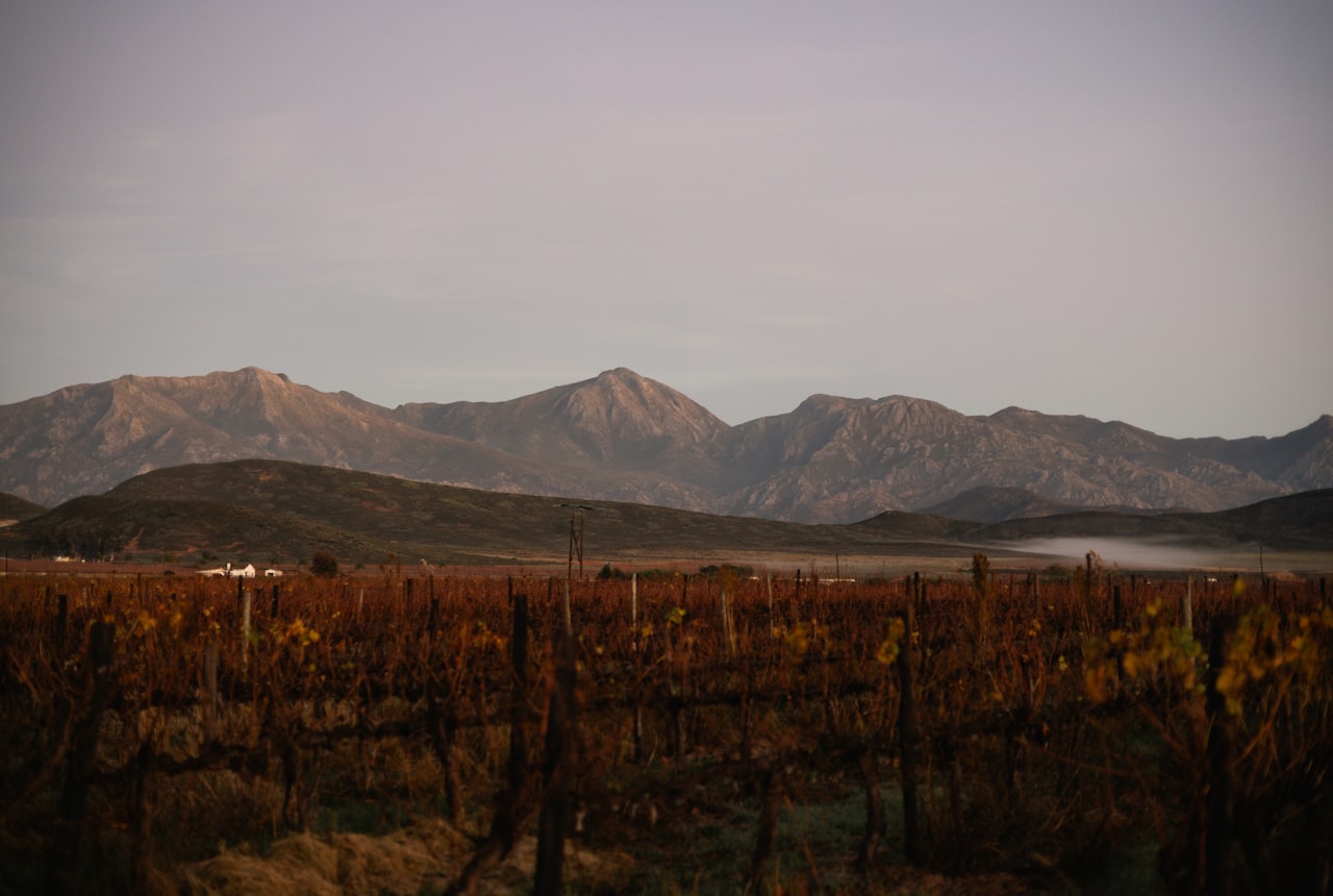 A glass of deep, dark red Syrah