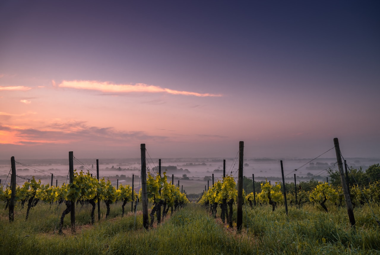 A sun-baked high-desert vineyard with bare mountains behind, San Juan