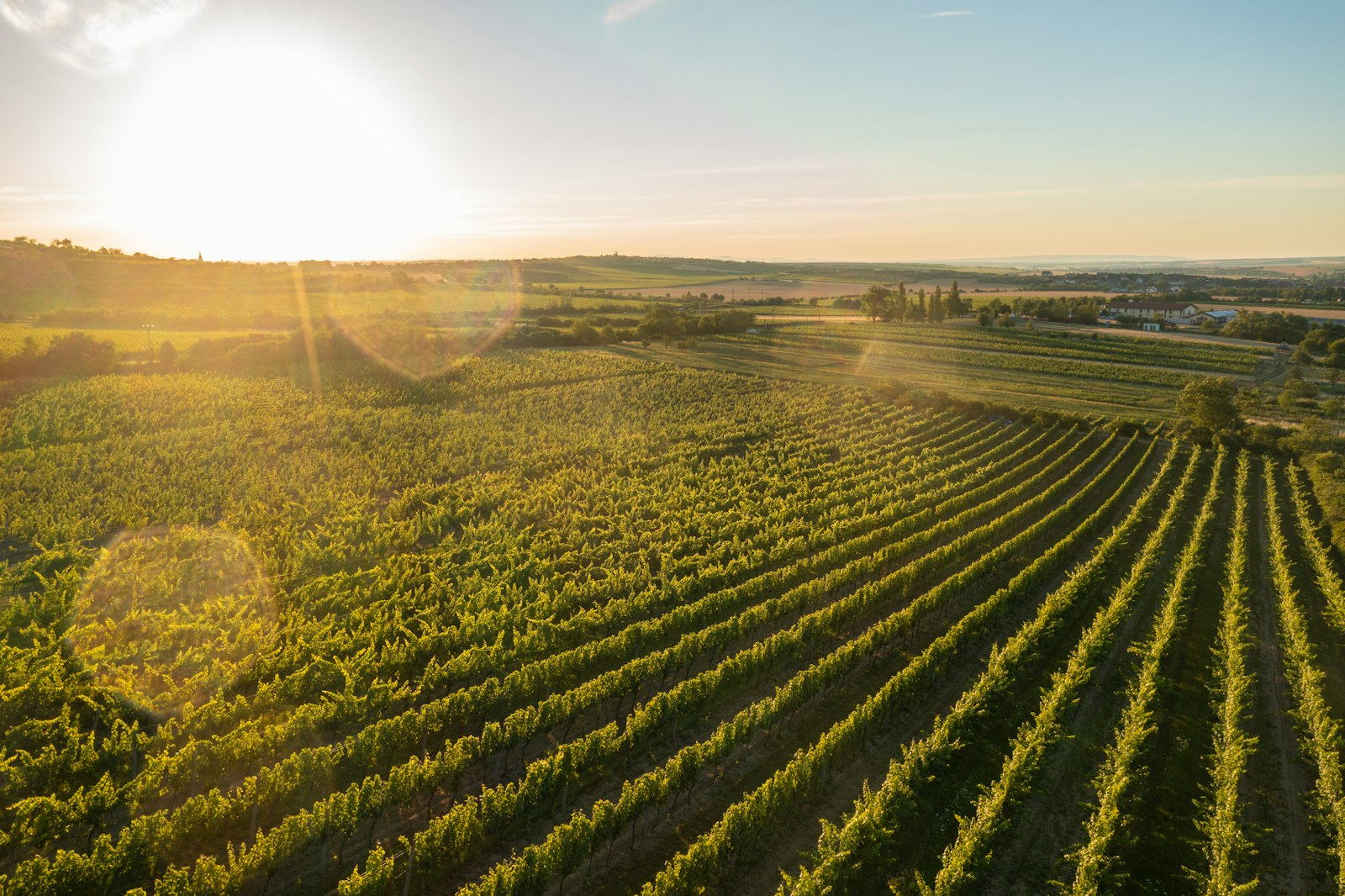 A vineyard glowing at golden hour