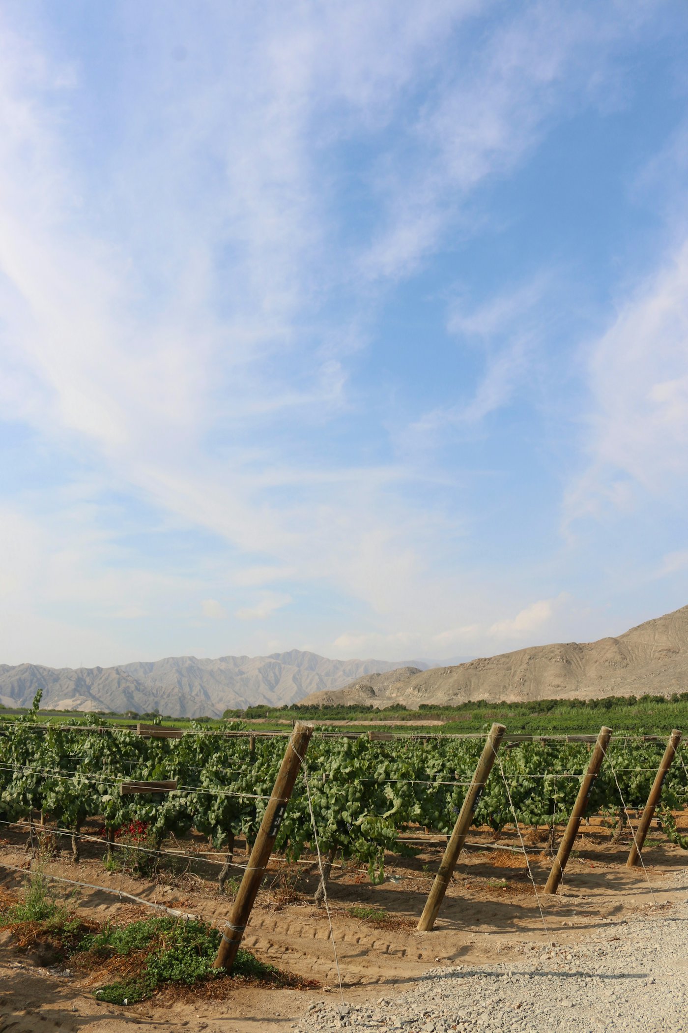 Vineyard rows running toward the mountains