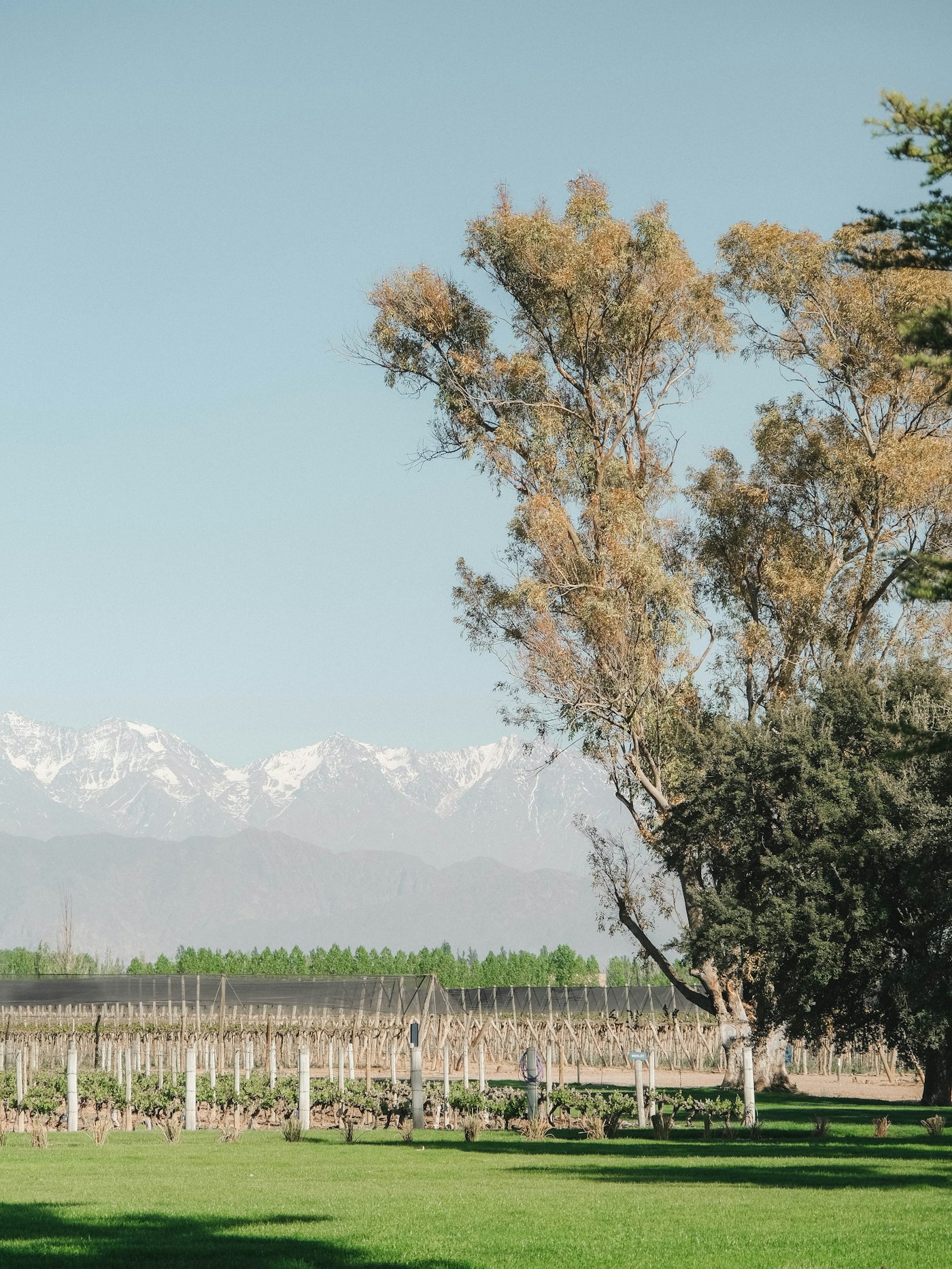 Vineyards with the snow-capped Andes behind