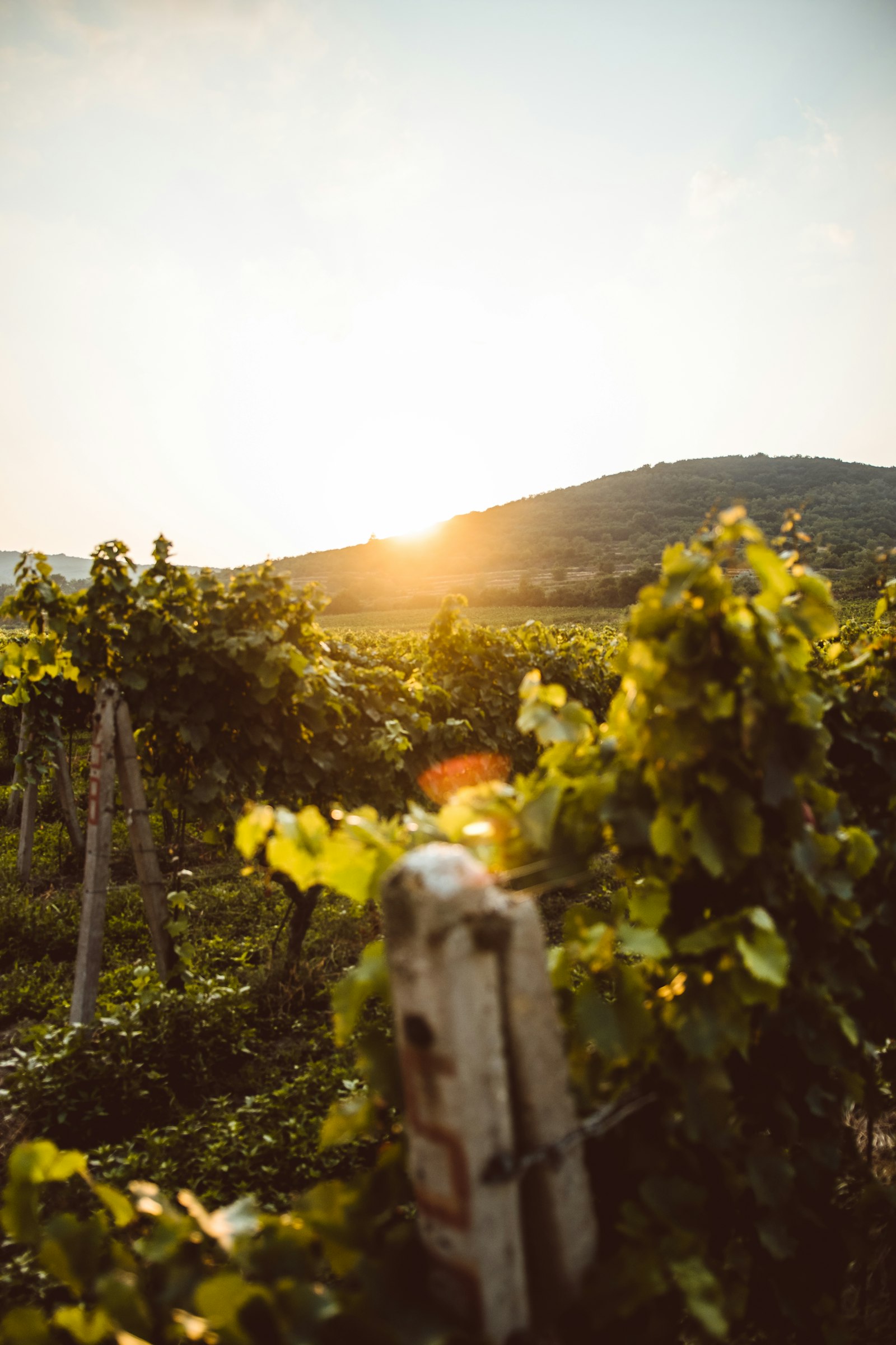 Vineyards at sunset in Mendoza wine country