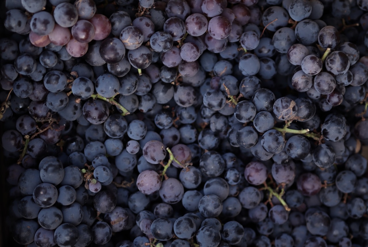 Close-up of crushed red grapes with skins, purple juice running