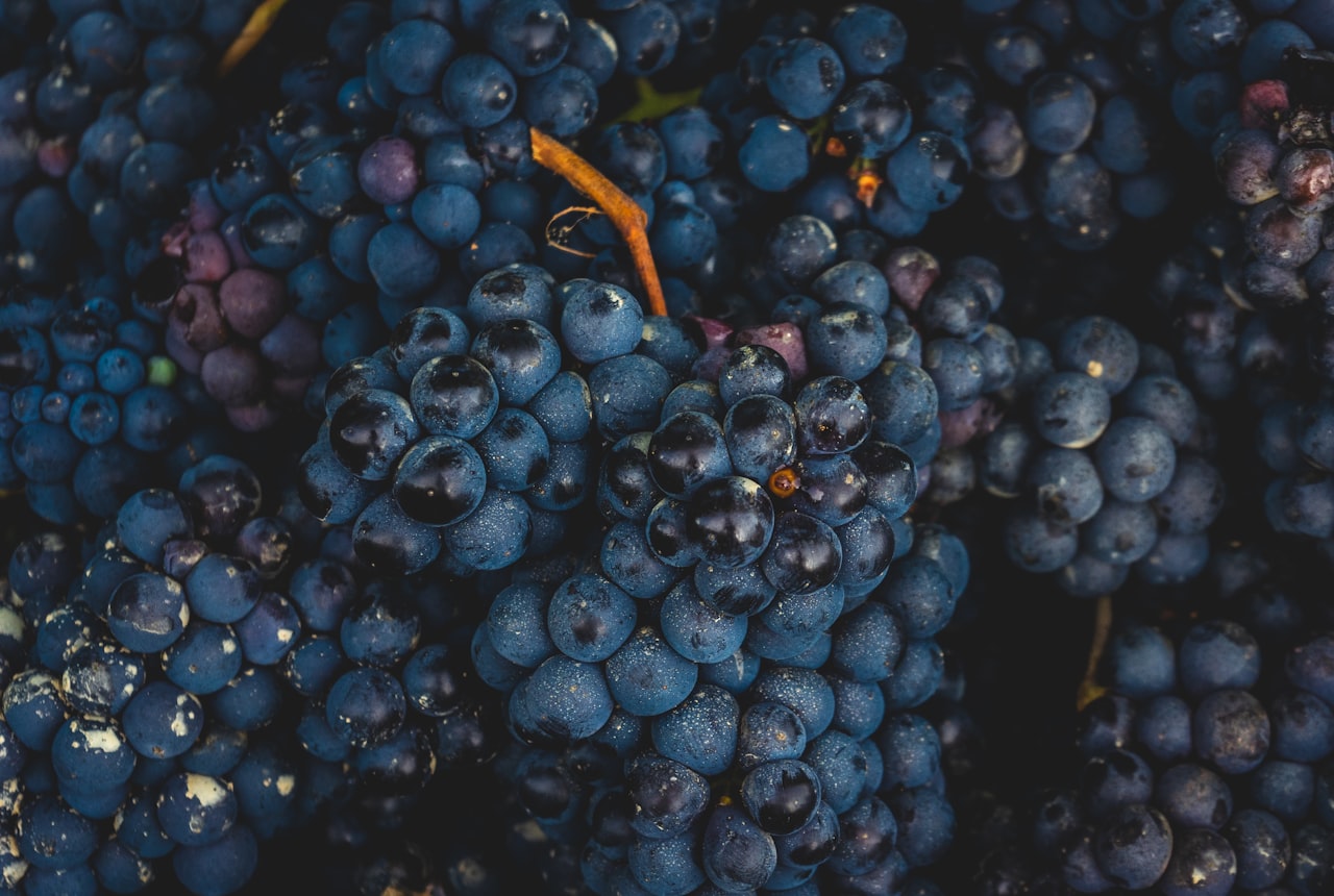 Red wine fermentation with a thick cap of grape skins on top