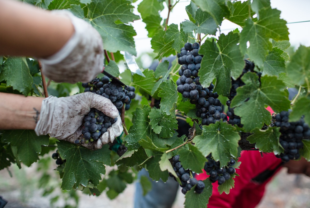Harvest workers picking grapes by hand into shallow baskets at dawn, soft warm light