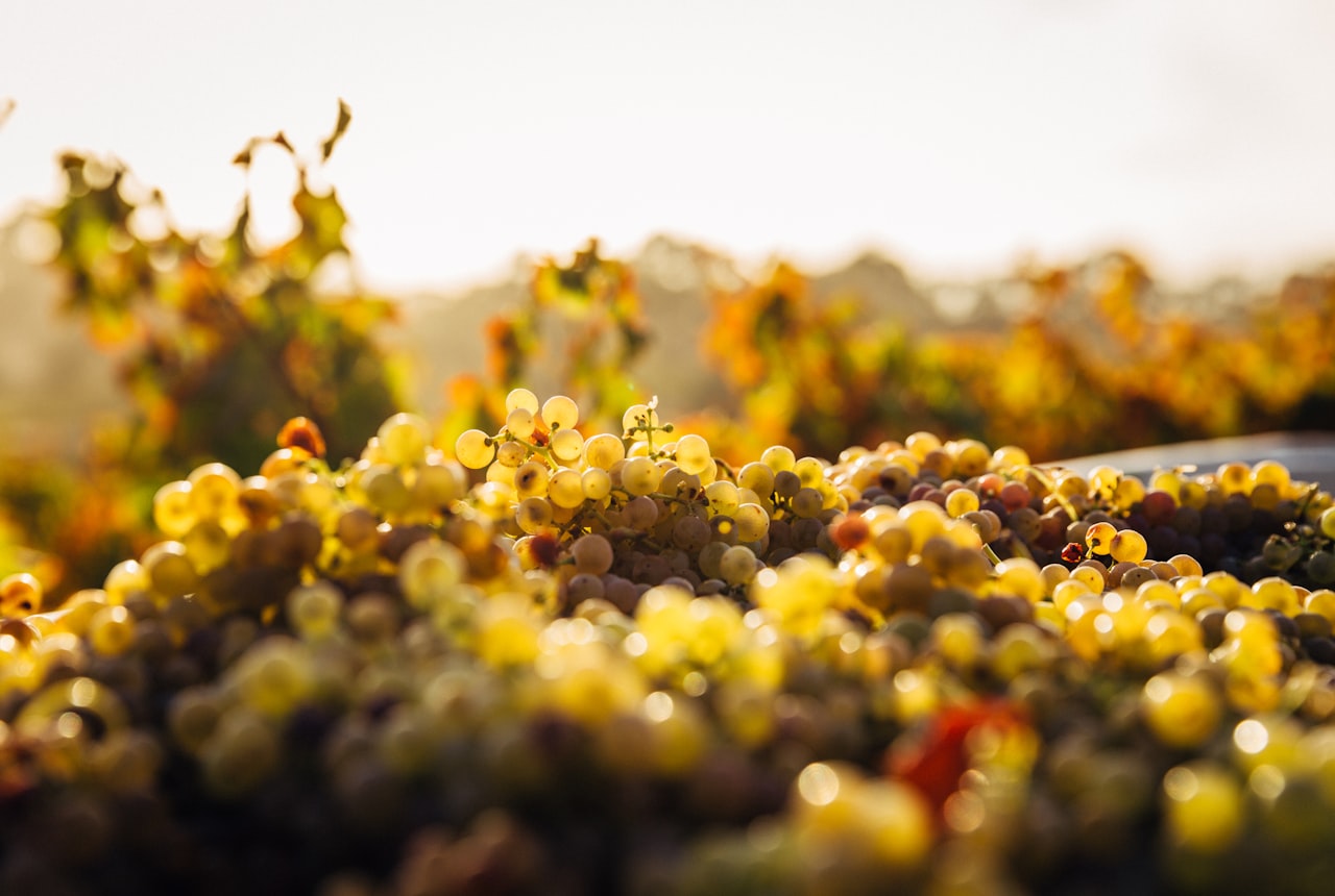Grapes going through a destemmer-crusher machine, purple juice running, modern stainless steel equipment