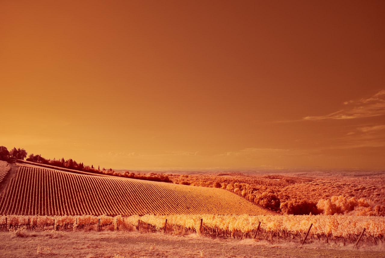 High-altitude vineyard at sunset with snow-capped Andes in the background, low light catching the vines