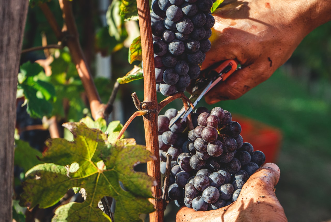A close-up of hands cradling a cluster of dark Malbec grapes at dawn