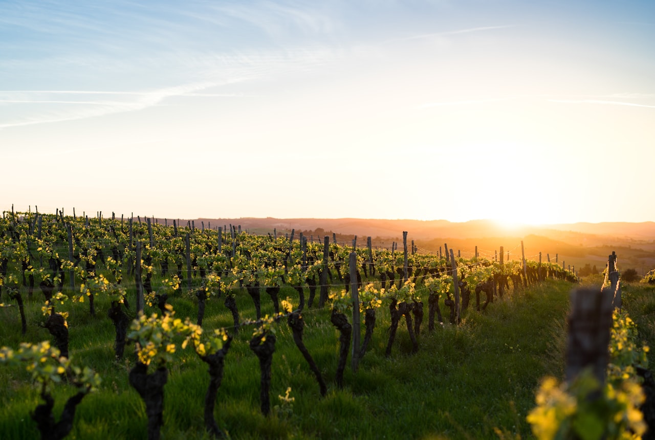 A sunlit vineyard at golden hour, the source of ageworthy French-oaked wine