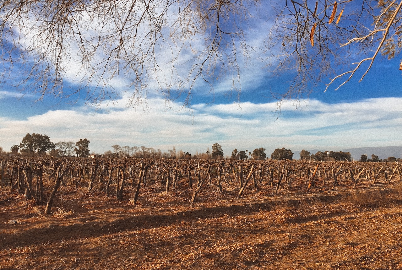 An autumn vineyard glowing gold with the Andes in the distance