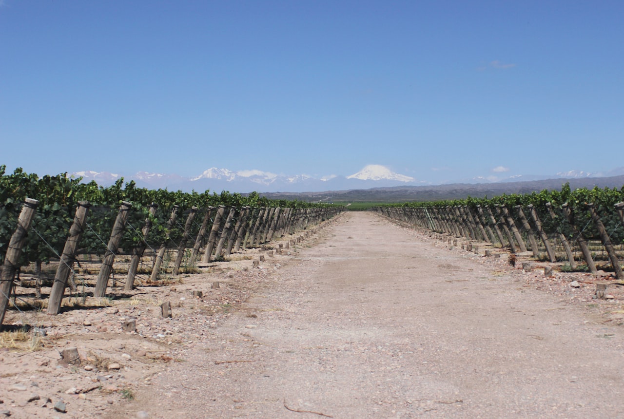 Luxury high-altitude wineries in Mendoza