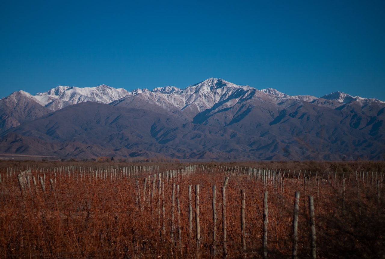 A vineyard at golden hour with the Andes in the distance