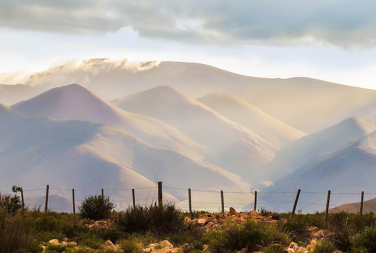 A vineyard at golden hour with the Andes in the distance