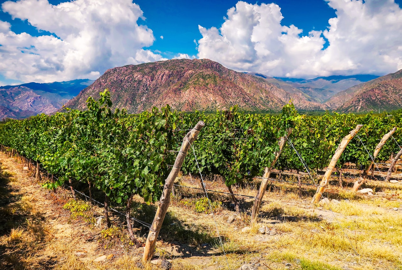 A sweeping vineyard landscape running toward the Andes