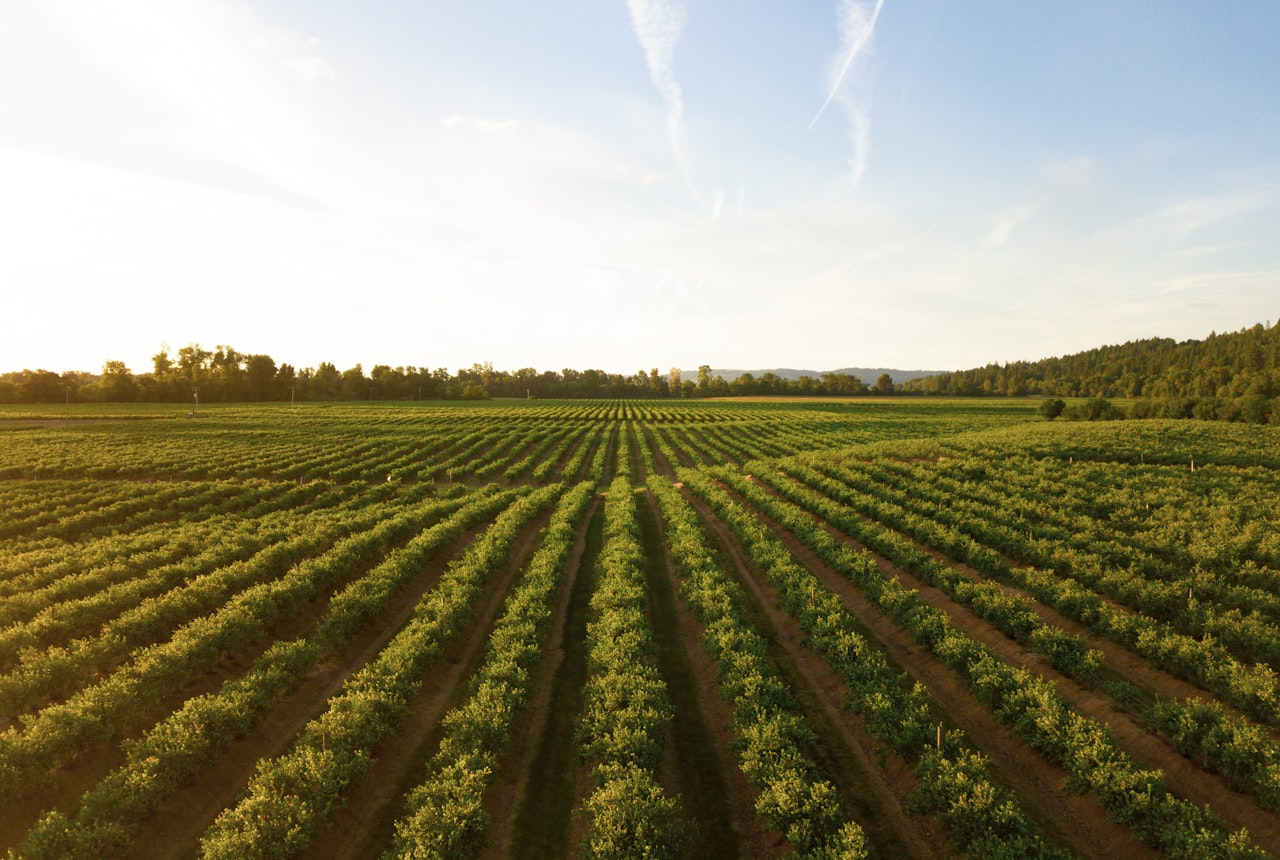 High-altitude vineyard rows running toward the Andes in the Uco Valley