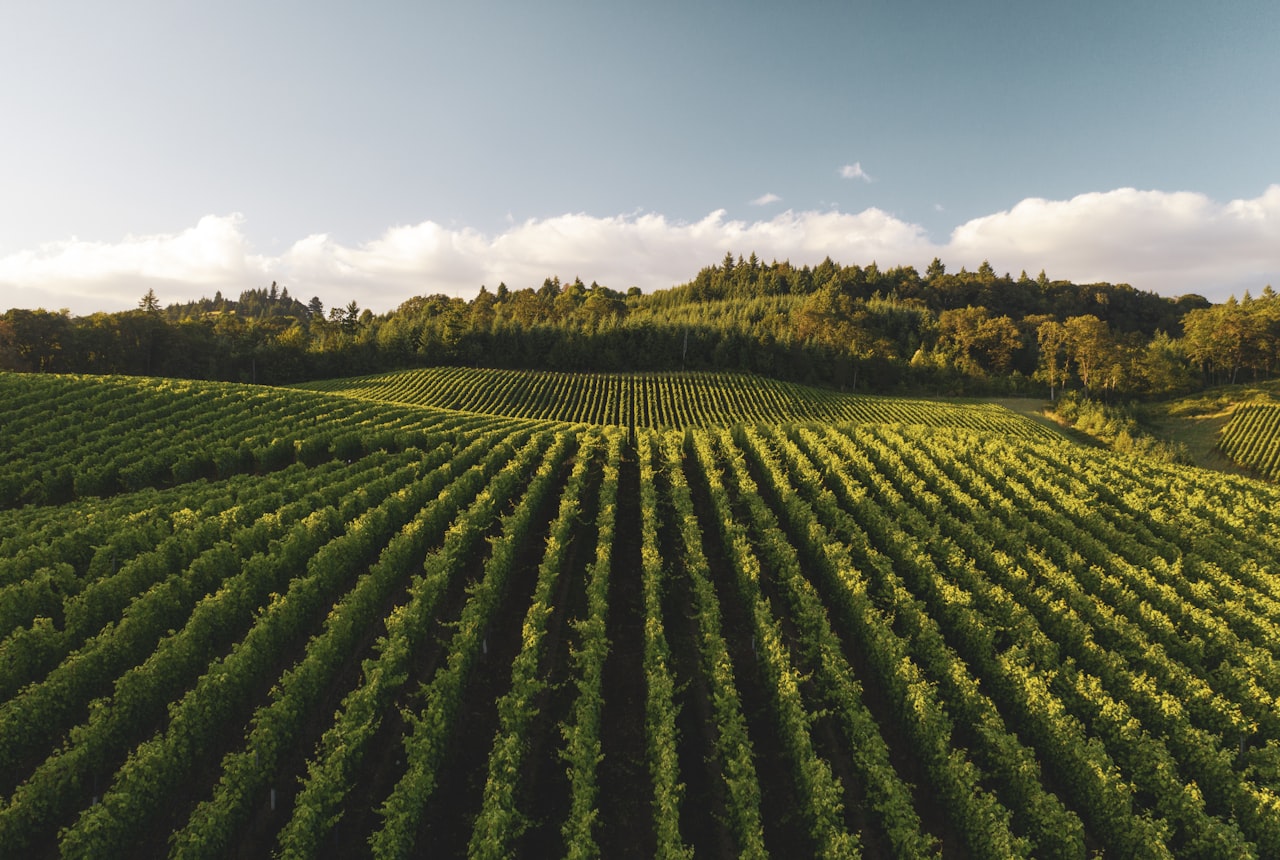 Stony, pale, high-altitude vineyard ground beneath the vines