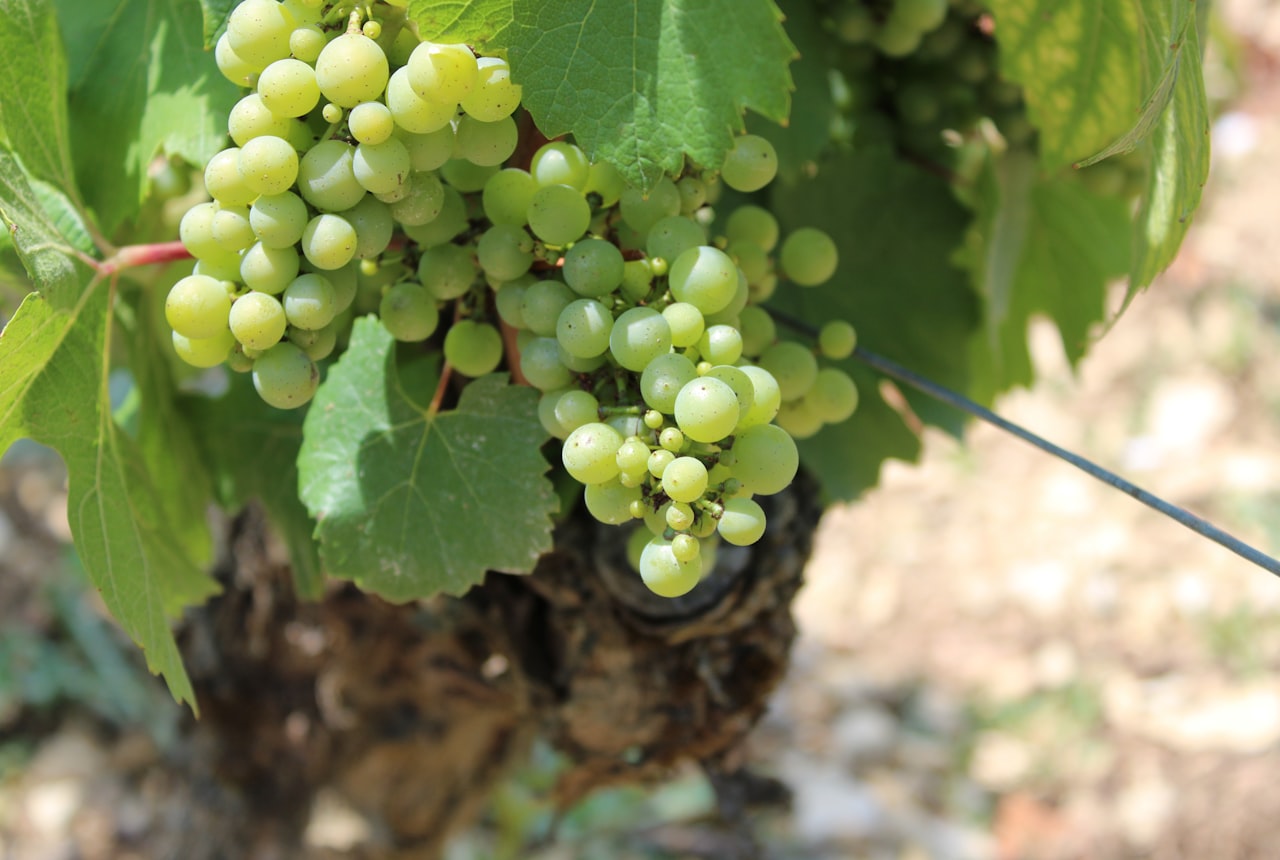 A glass of pale, straw-gold Chardonnay in bright light
