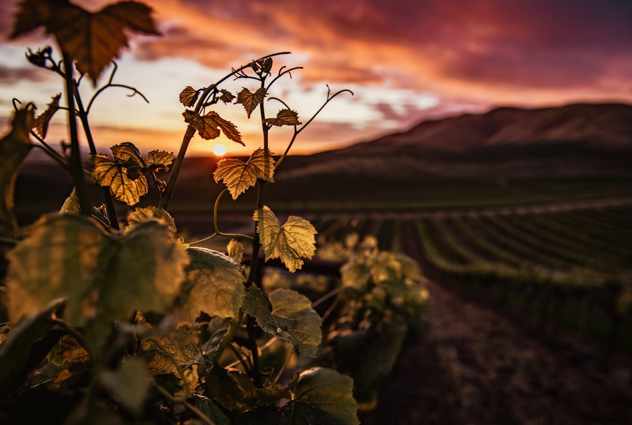 A glass of pale pink, salmon-coloured rosé in warm light