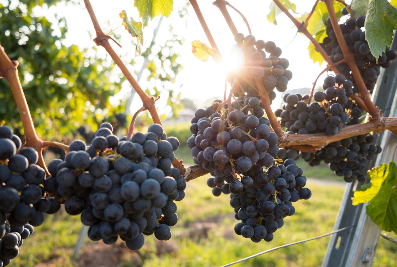 A glass of deep red Argentine wine