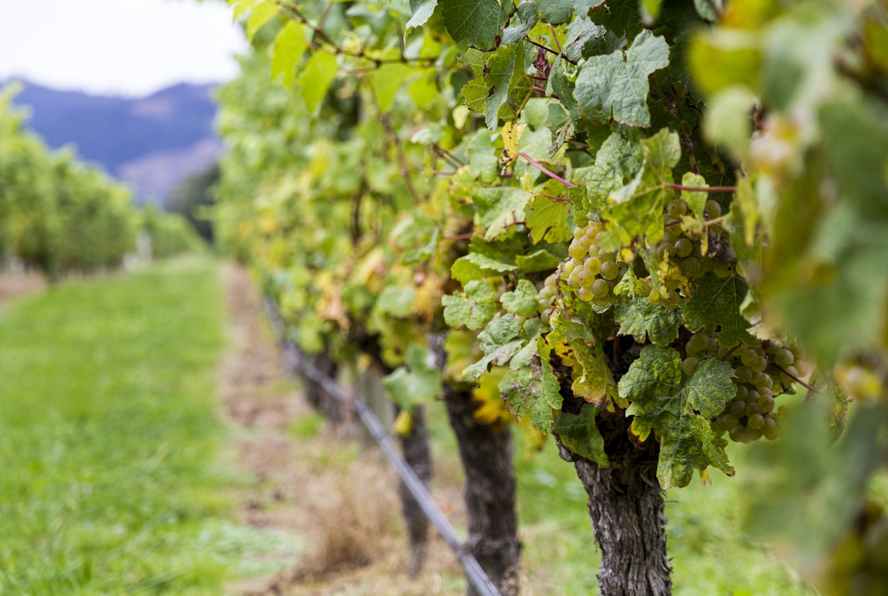 A glass of pale, bright Sauvignon Blanc