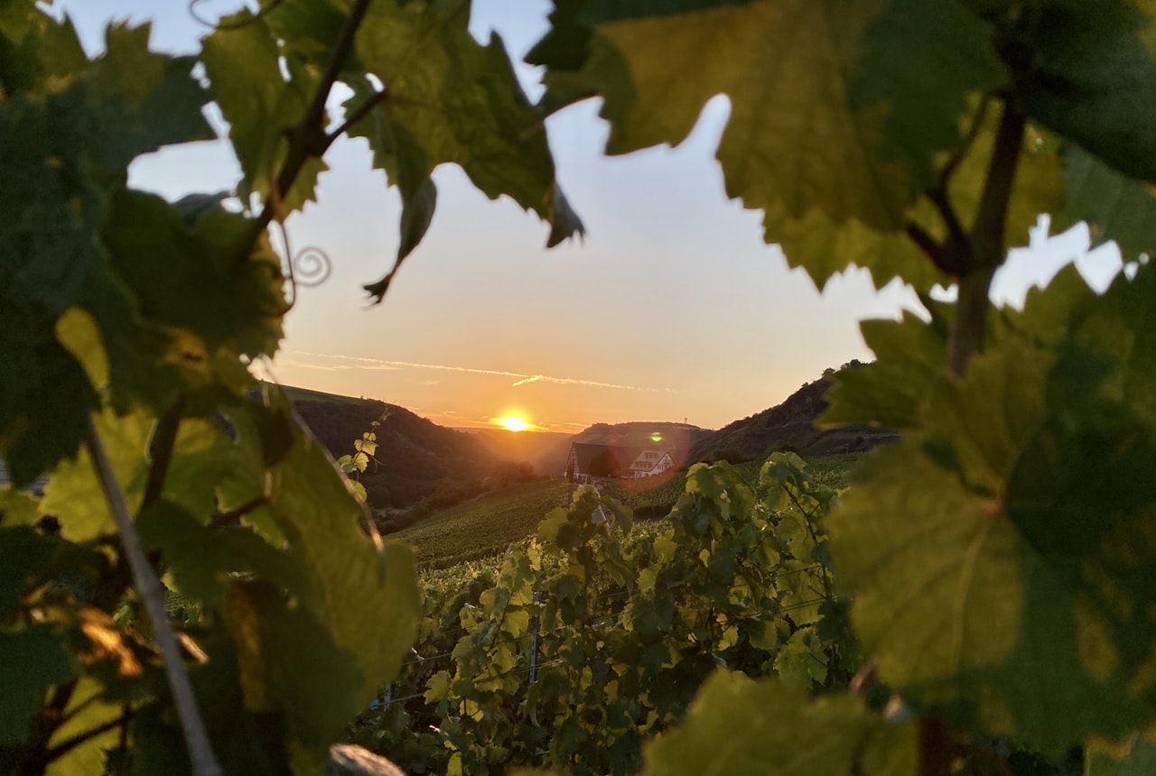 A sun-baked high-desert vineyard with bare mountains behind